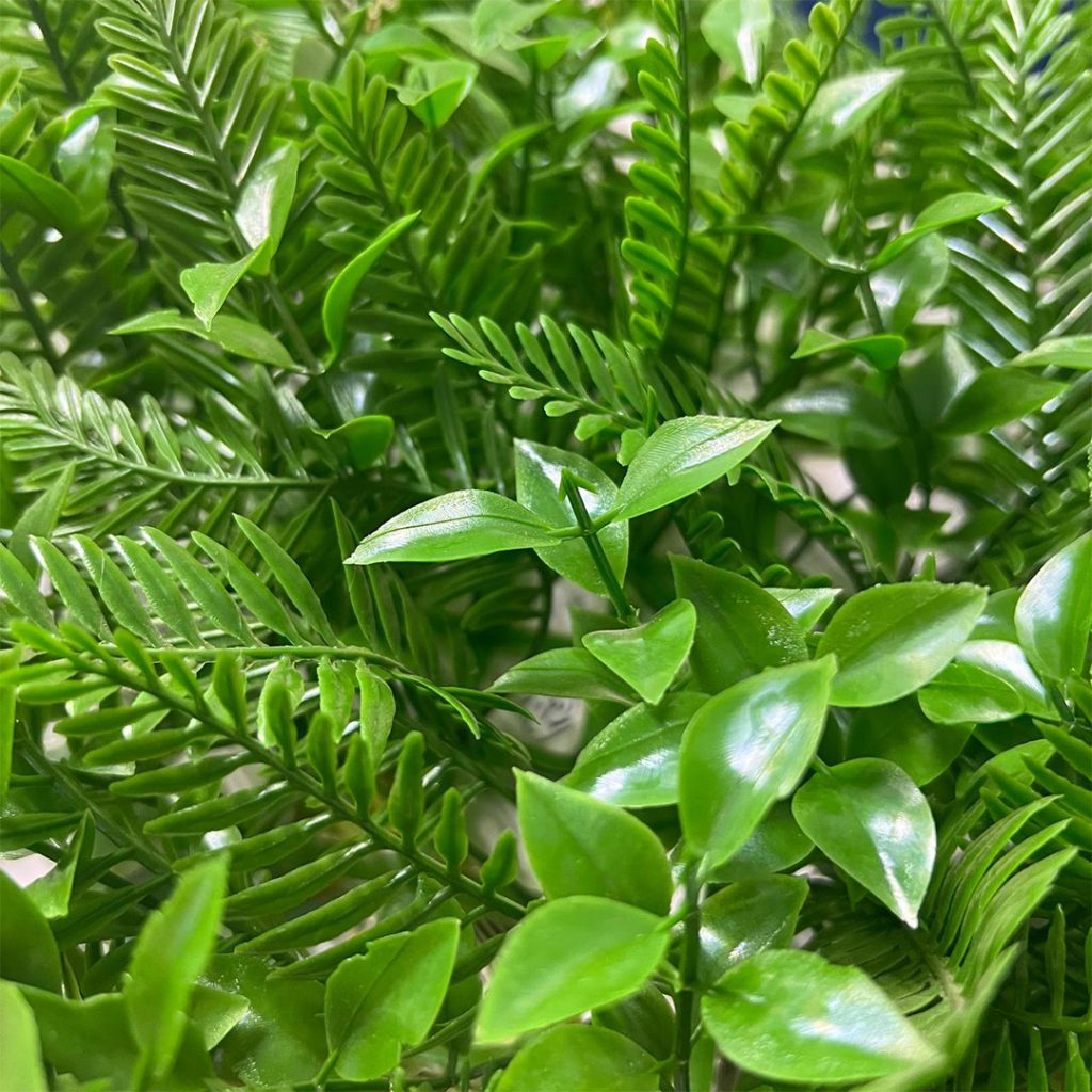 برگ سیکاس