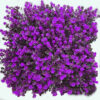 گرین وال طرح شمشاد رنگ بنفش